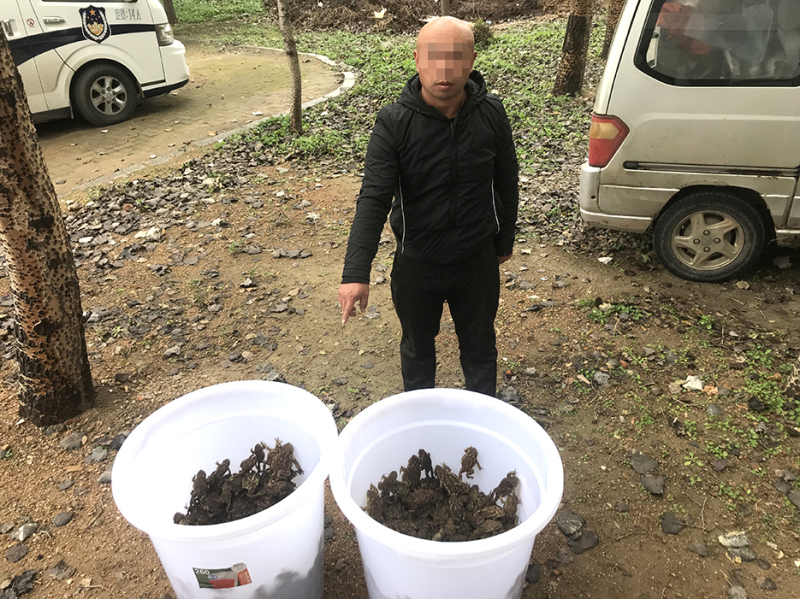 犯罪嫌疑人指認(rèn)被繳獲的中華蟾蜍（打碼）