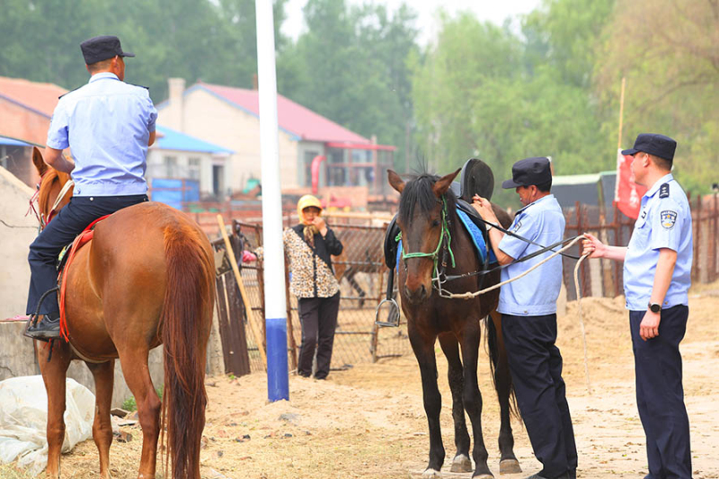 巡邏前，民警為愛馬整理好馬鞍。