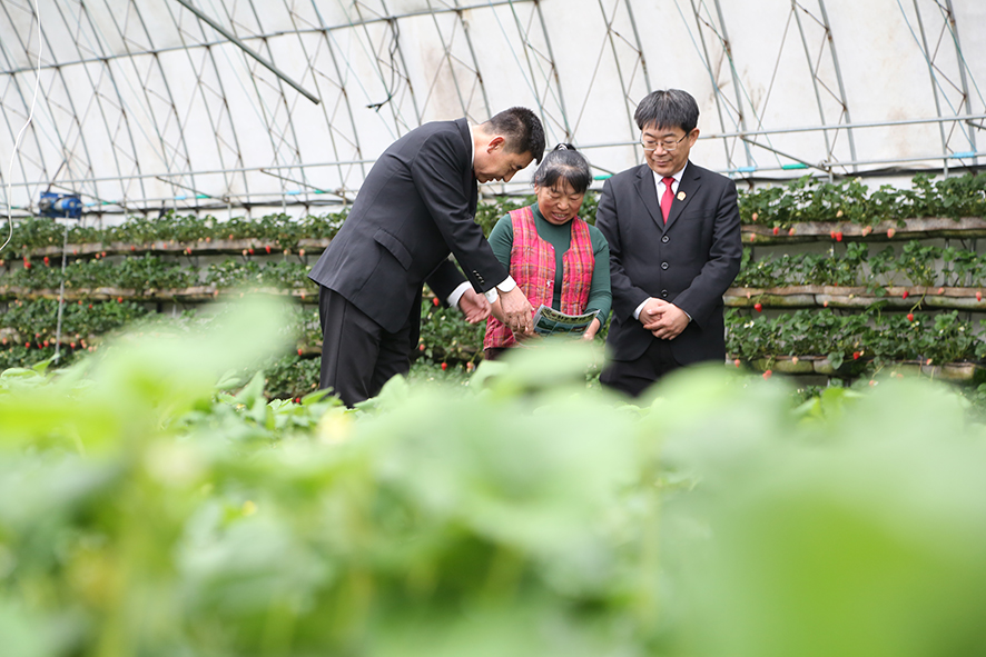 圖5 紅旗法庭庭長曲廣軍(左)走進溫室大棚“面對面”向農(nóng)戶普法 姜威攝